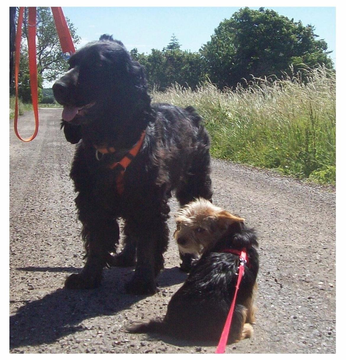 Cocker spaniel Tanja billede 12