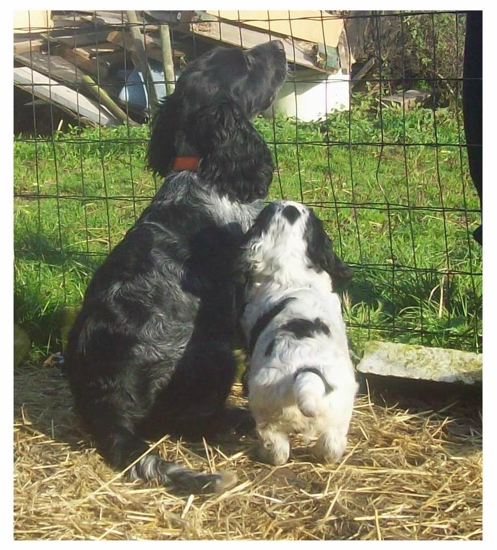 Cocker spaniel Tanja billede 13