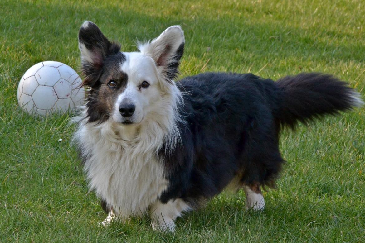 Welsh corgi cardigan Birkebakkens Samson billede 9