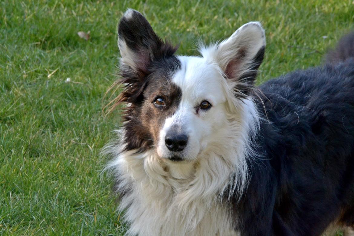 Welsh corgi cardigan Birkebakkens Samson billede 8