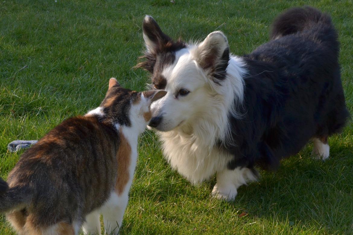 Welsh corgi cardigan Birkebakkens Samson billede 12