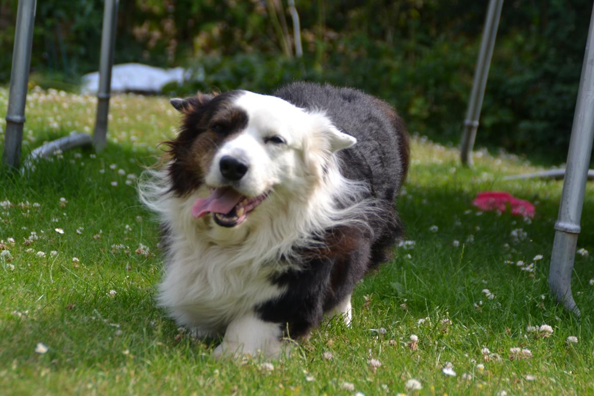 Welsh corgi cardigan Birkebakkens Samson billede 16