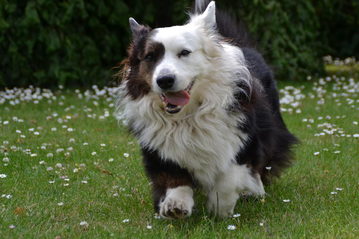 Welsh corgi cardigan Birkebakkens Samson billede 10