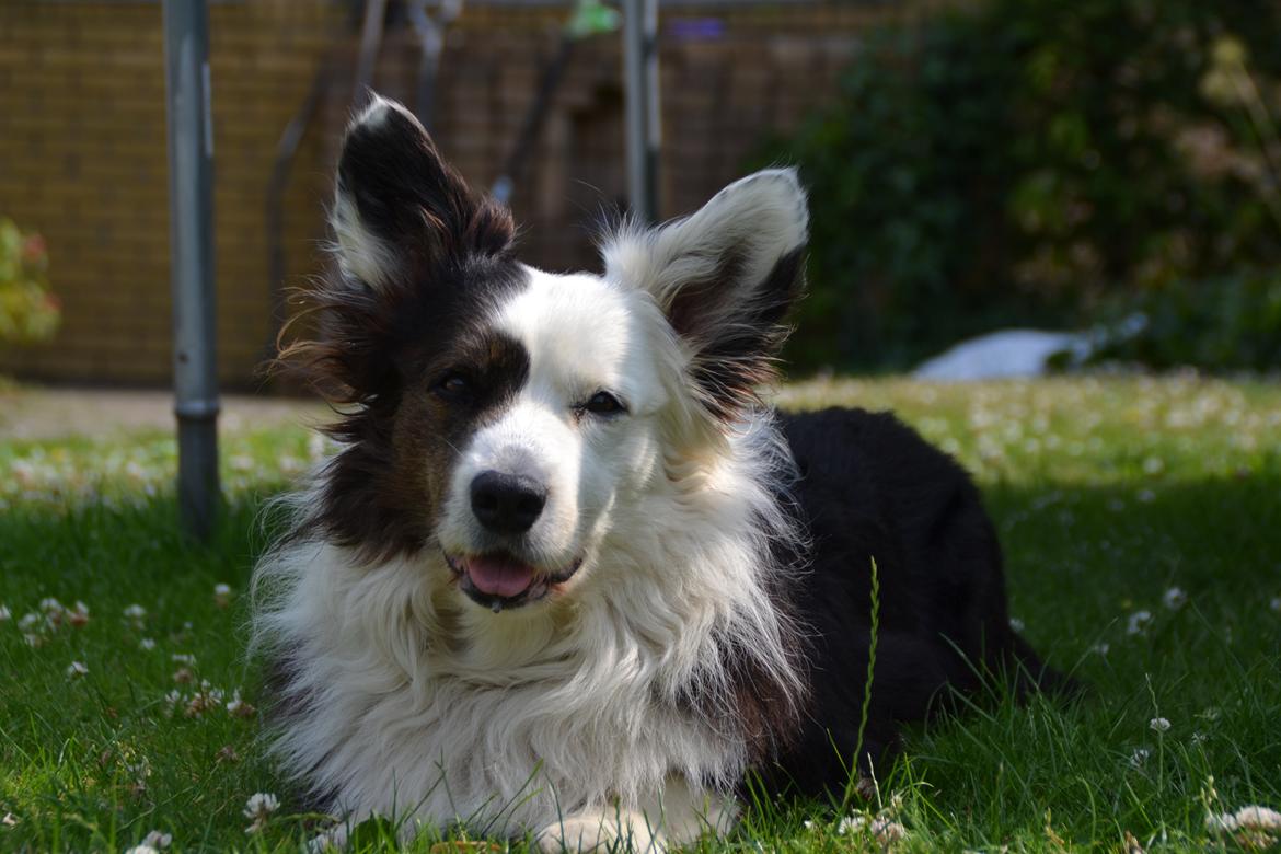 Welsh corgi cardigan Birkebakkens Samson billede 5