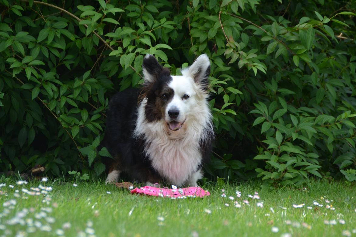Welsh corgi cardigan Birkebakkens Samson billede 11