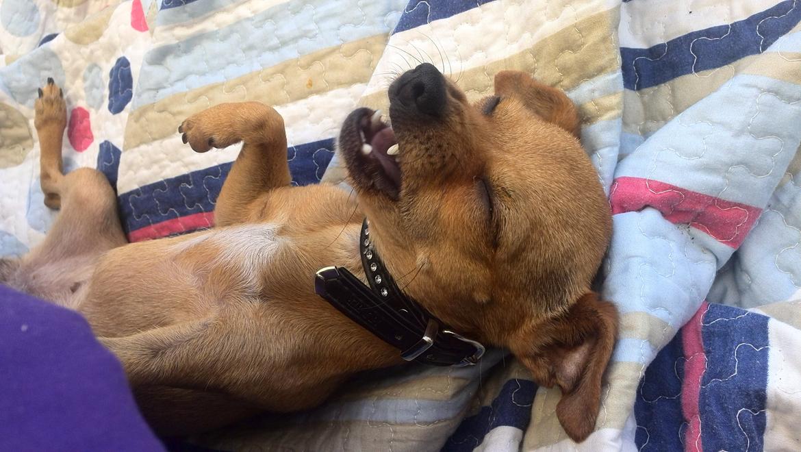 Chihuahua vera billede 35