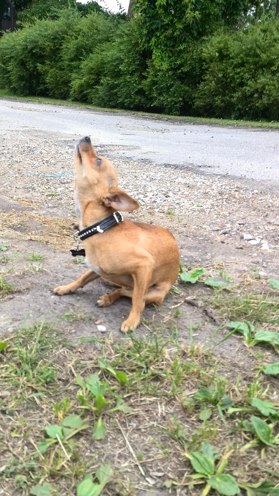 Chihuahua vera billede 42