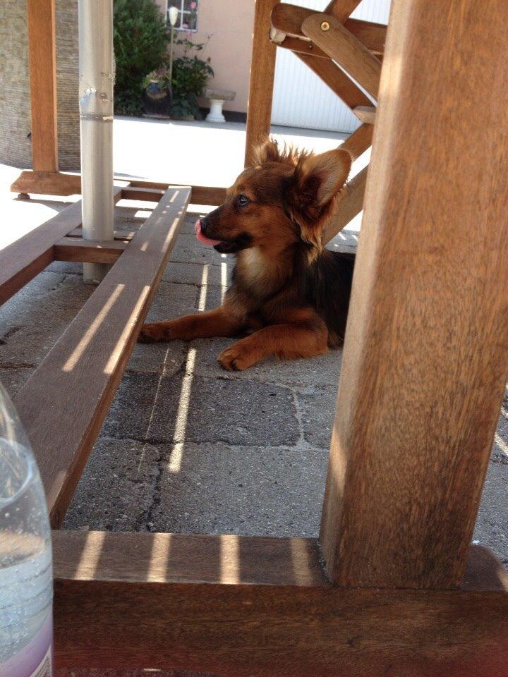 Blanding af racer Charlie billede 11