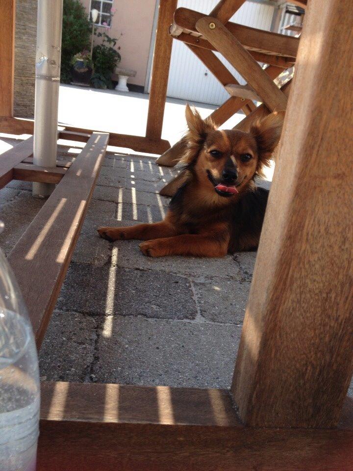 Blanding af racer Charlie billede 12