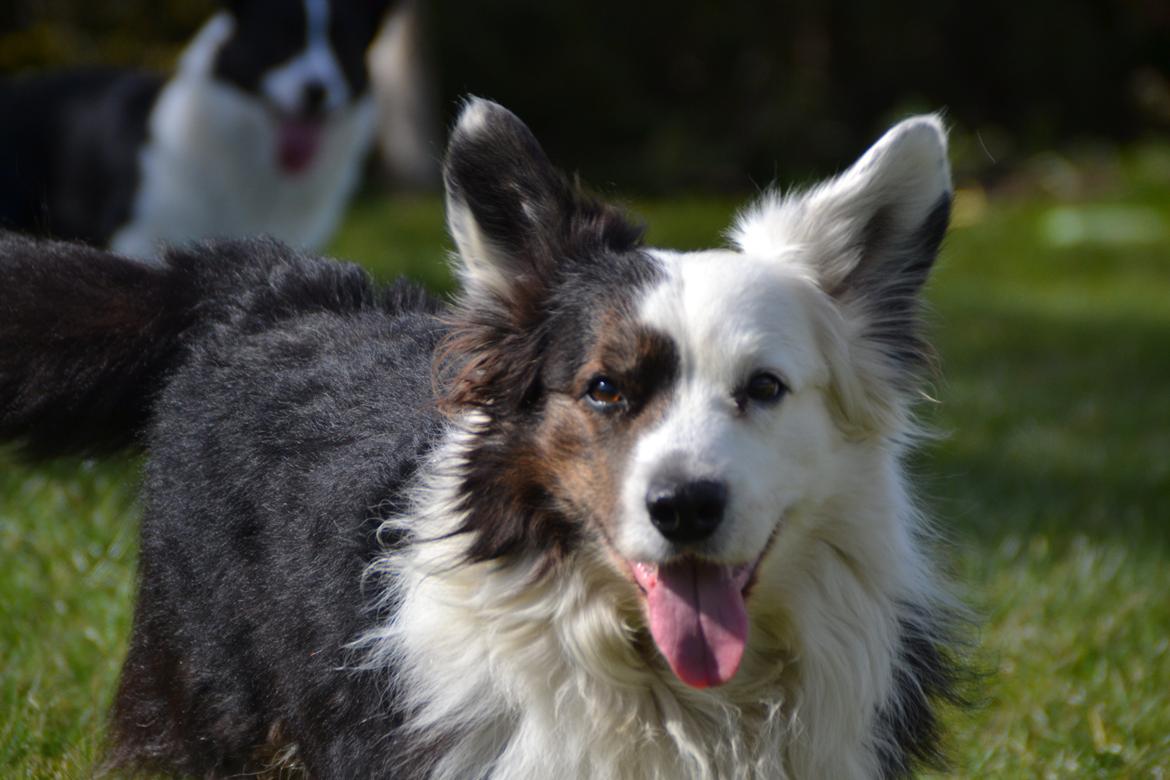 Welsh corgi cardigan Birkebakkens Samson billede 13