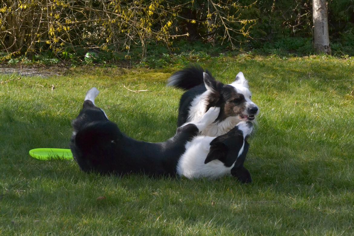 Welsh corgi cardigan Birkebakkens Samson billede 28