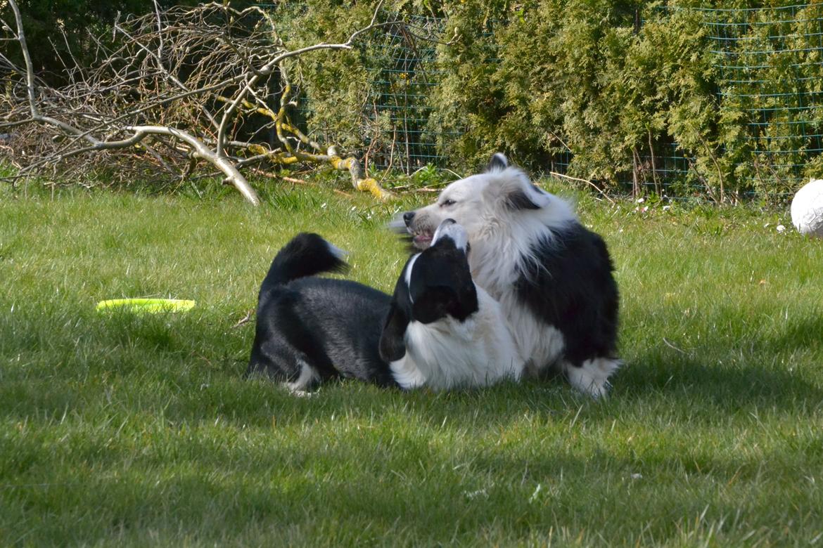 Welsh corgi cardigan Birkebakkens Samson billede 29