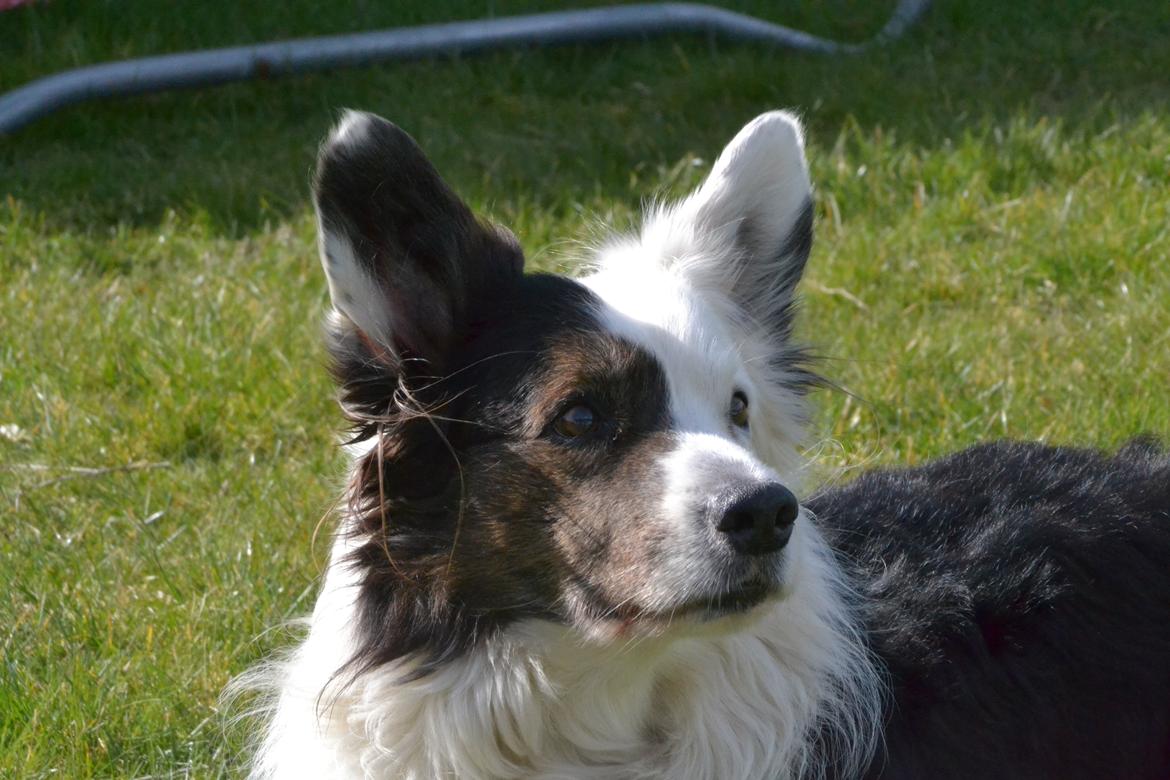 Welsh corgi cardigan Birkebakkens Samson billede 14