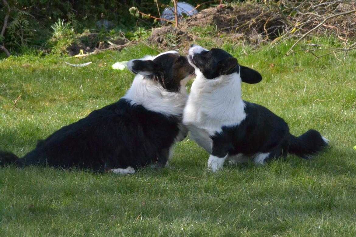 Welsh corgi cardigan Birkebakkens Samson billede 27
