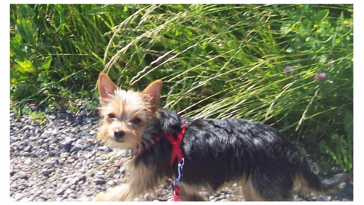 Blanding af racer Susy billede 7