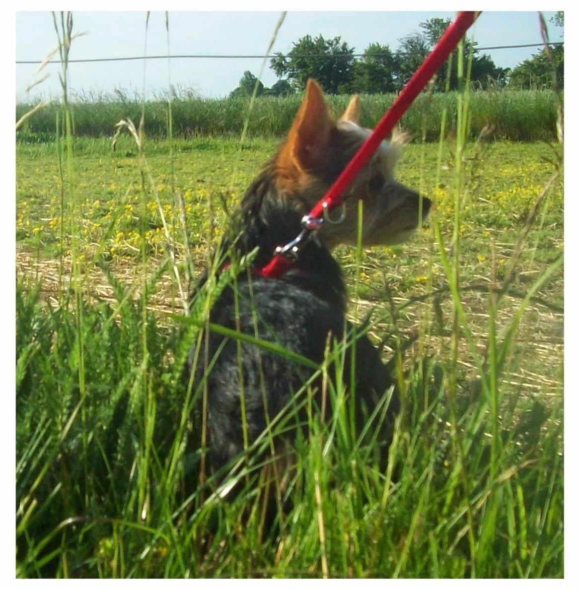 Blanding af racer Susy billede 8