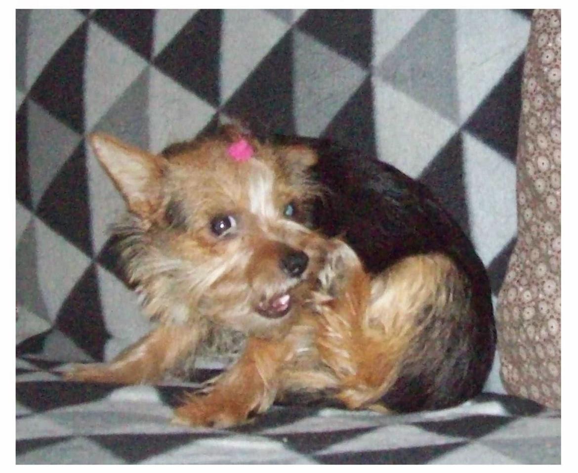 Blanding af racer Susy billede 9