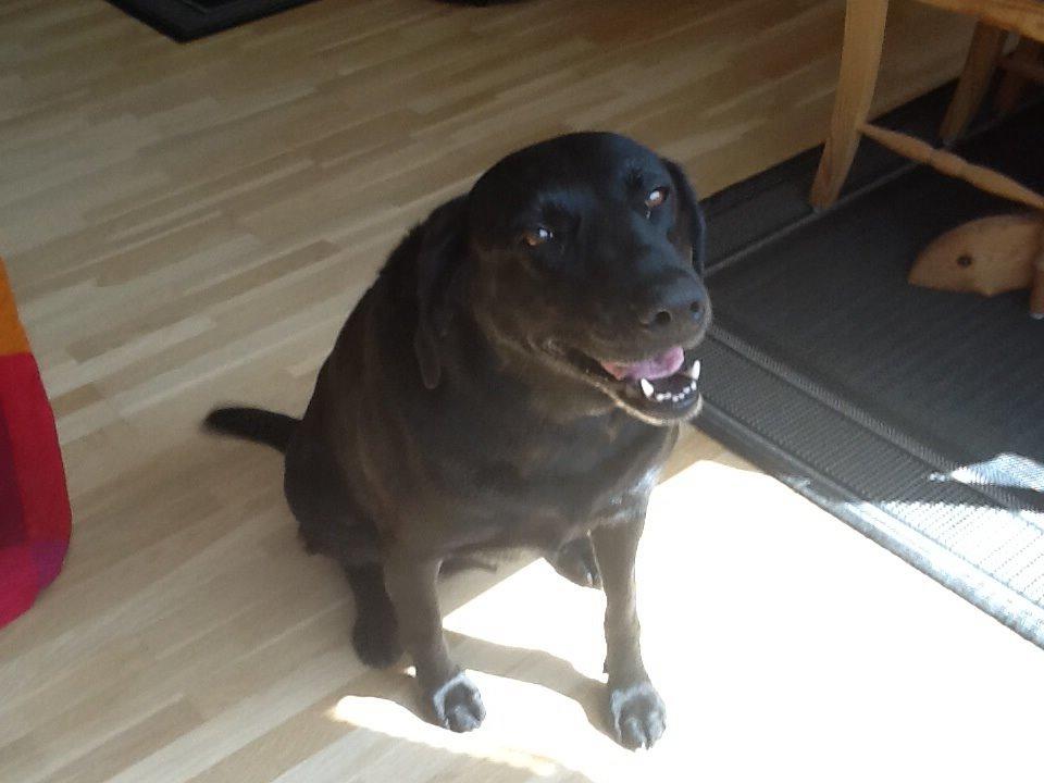 Labrador retriever Rana Schirmer  billede 23