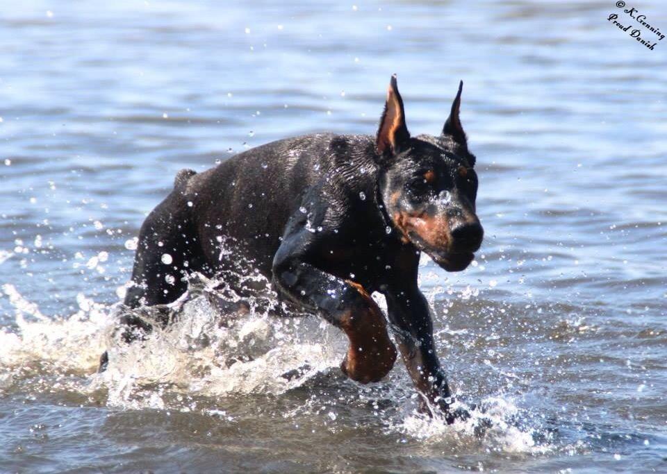 Dobermann Tahi-réme Nikon / Nooka billede 39