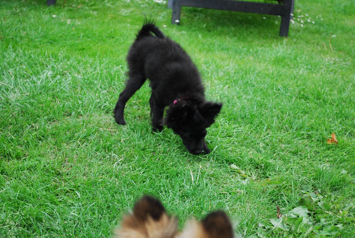 Blanding af racer Inu billede 7