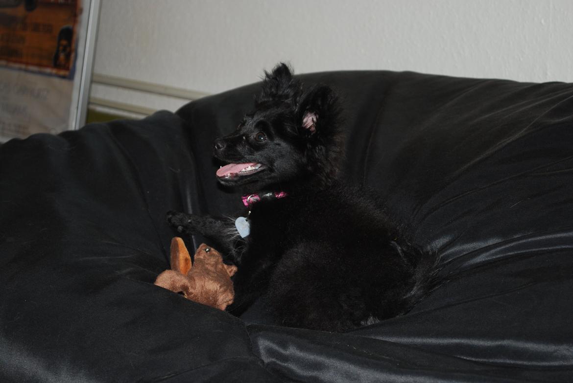 Blanding af racer Inu billede 2