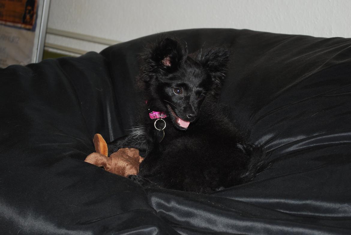 Blanding af racer Inu billede 1