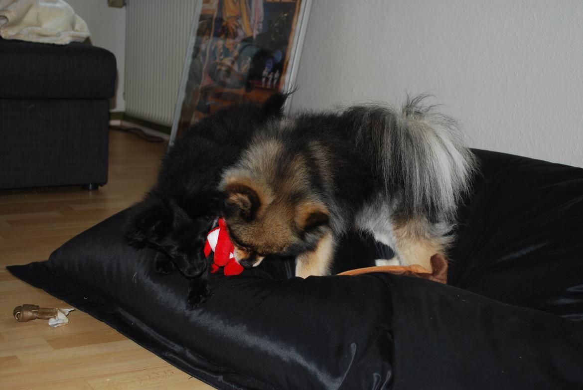 Blanding af racer Inu billede 3