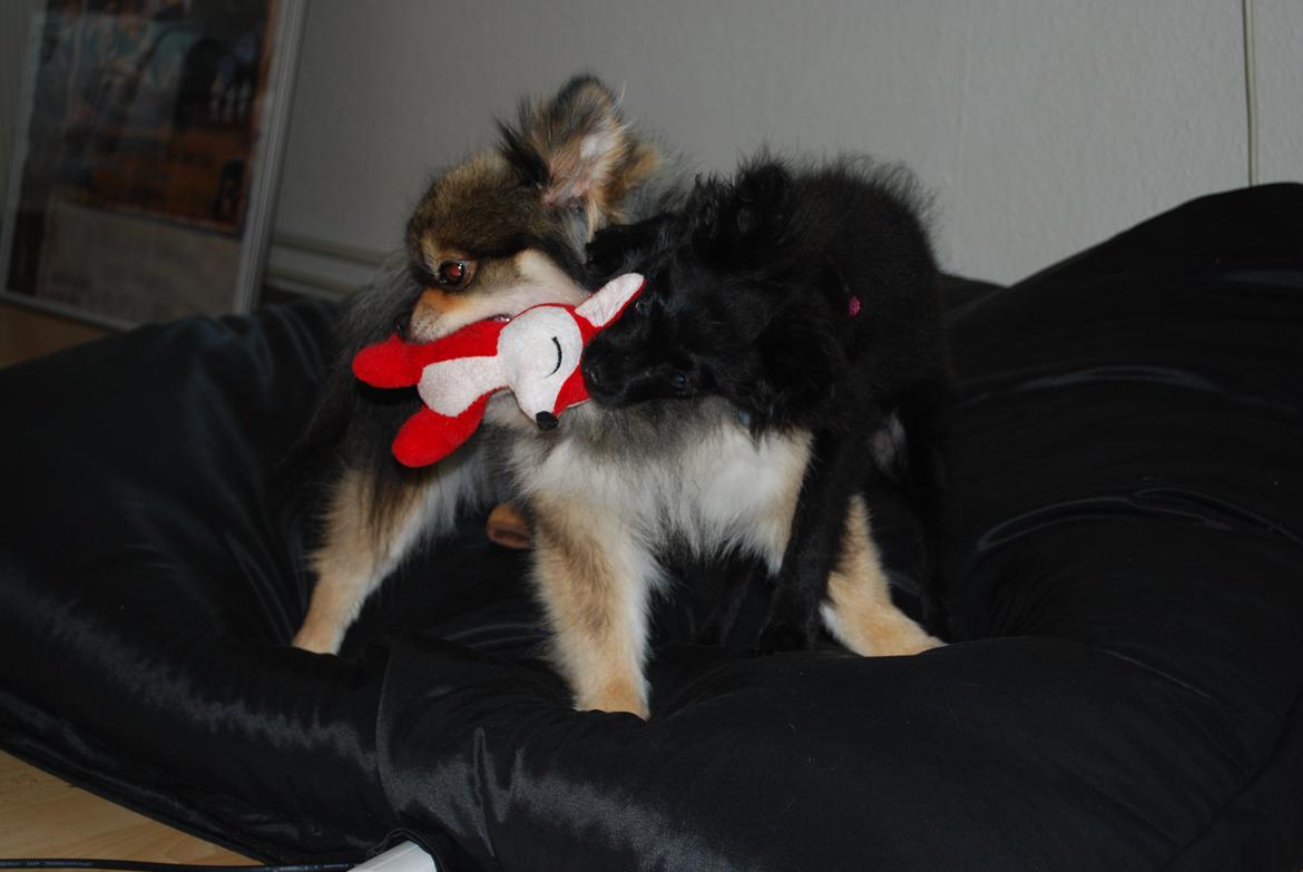 Blanding af racer Inu billede 4