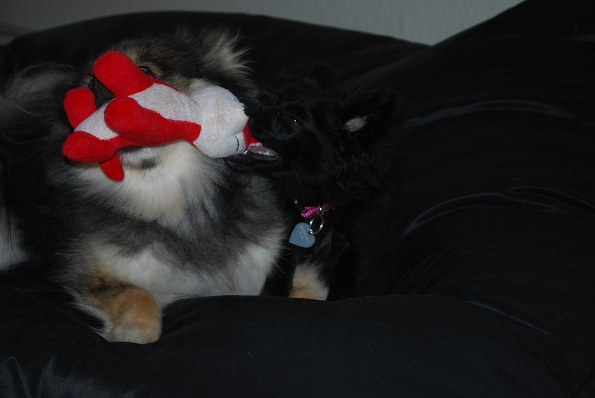 Blanding af racer Inu billede 5