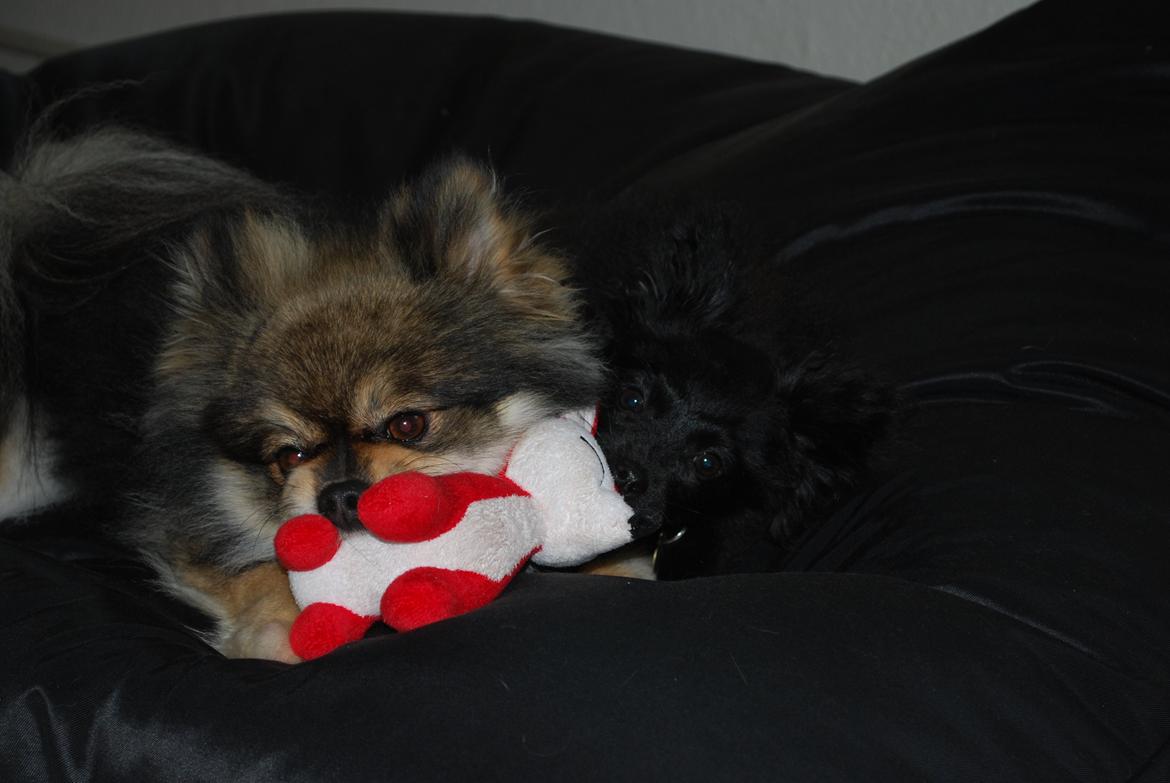 Blanding af racer Inu billede 6