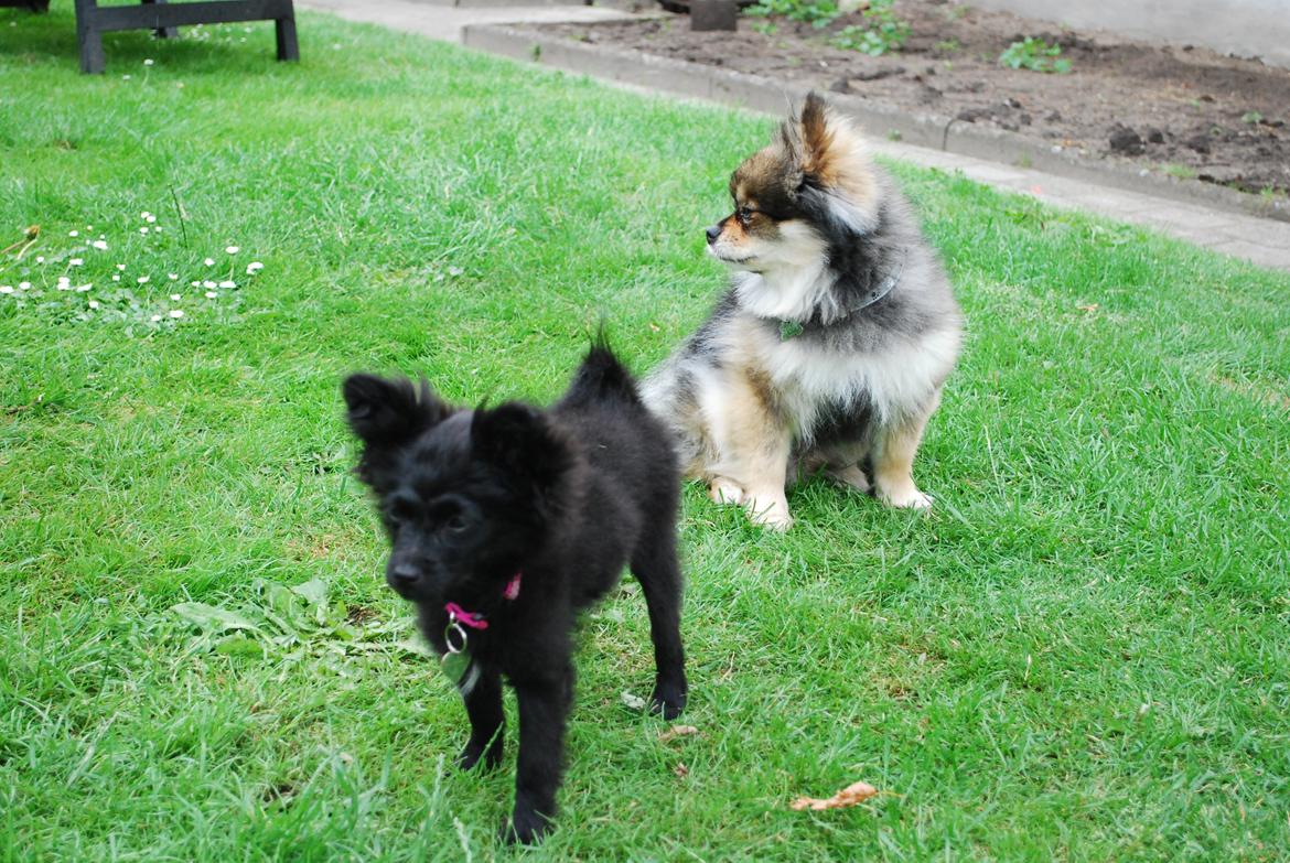 Blanding af racer Inu billede 8