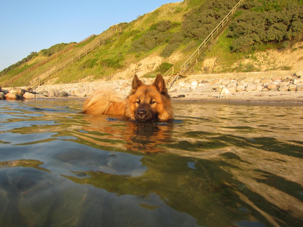 Eurasier Sally billede 19