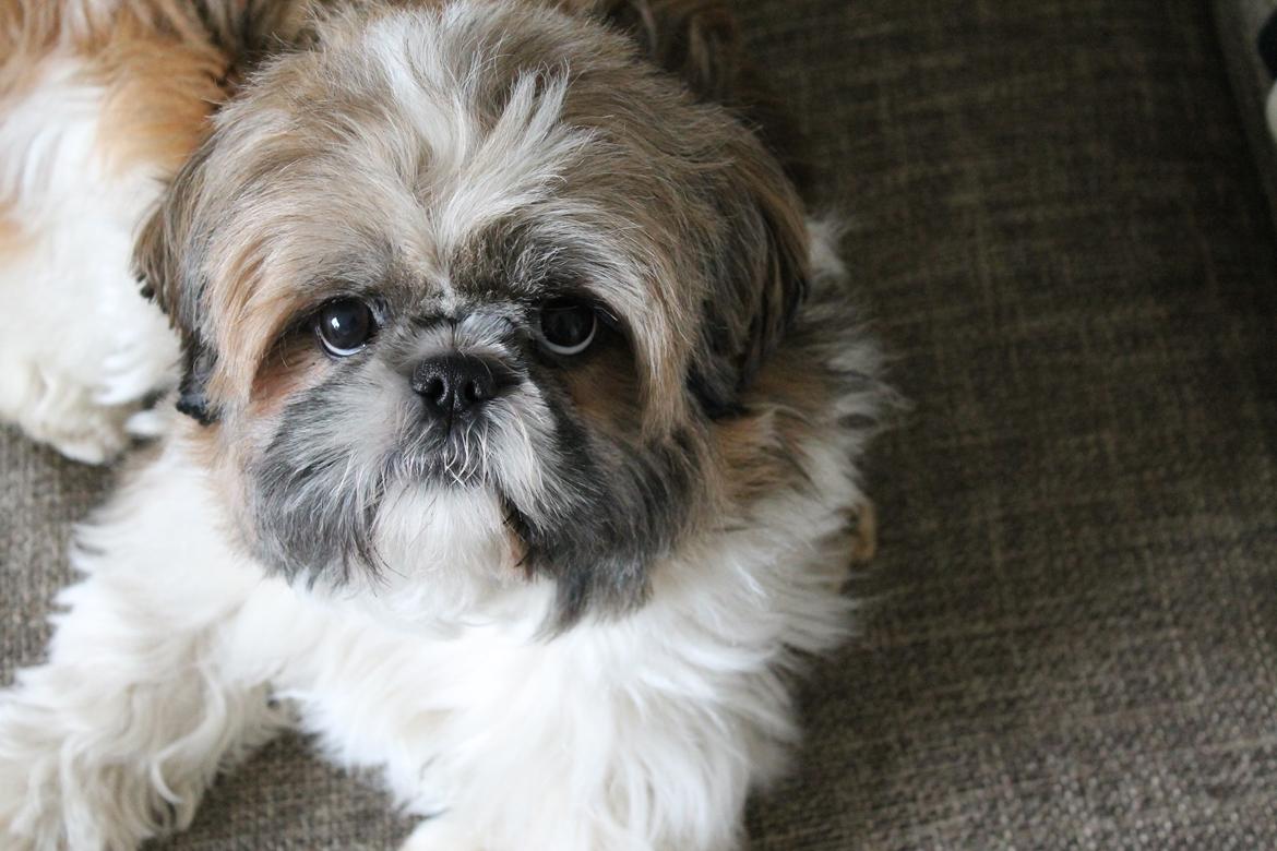 Shih tzu Maude - 13 måneder billede 24