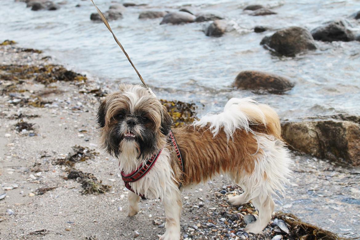 Shih tzu Maude billede 10