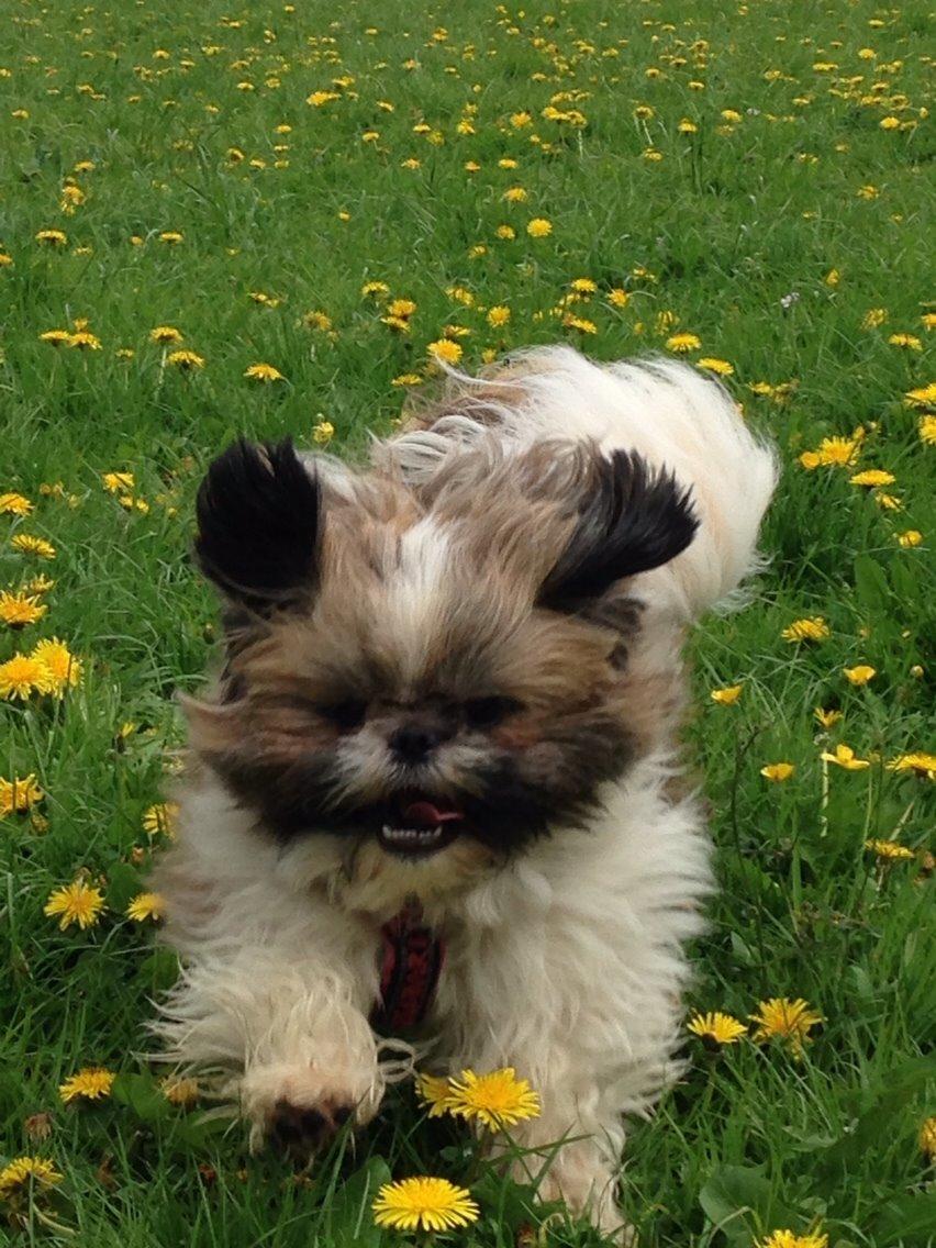 Shih tzu Maude - 16 måneder billede 22