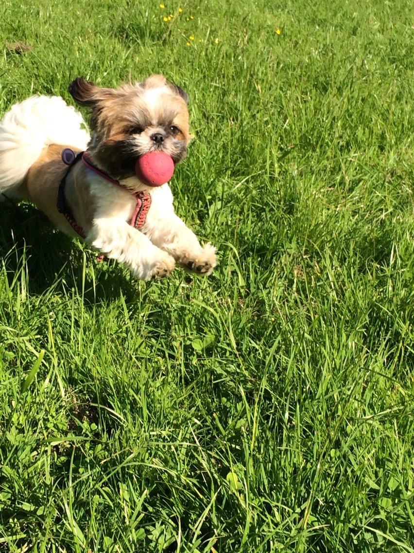 Shih tzu Maude - 16 måneder billede 8