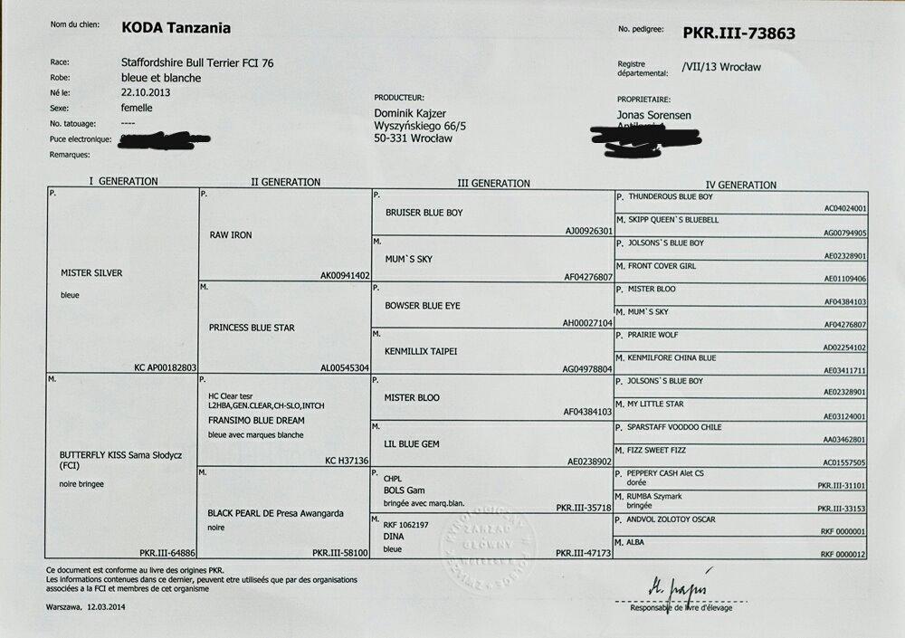 Staffordshire bull terrier Mumu billede 12