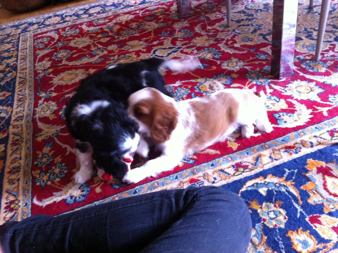 Cavalier king charles spaniel Frodo billede 18