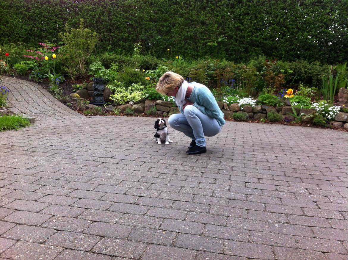 Cavalier king charles spaniel Frodo billede 17