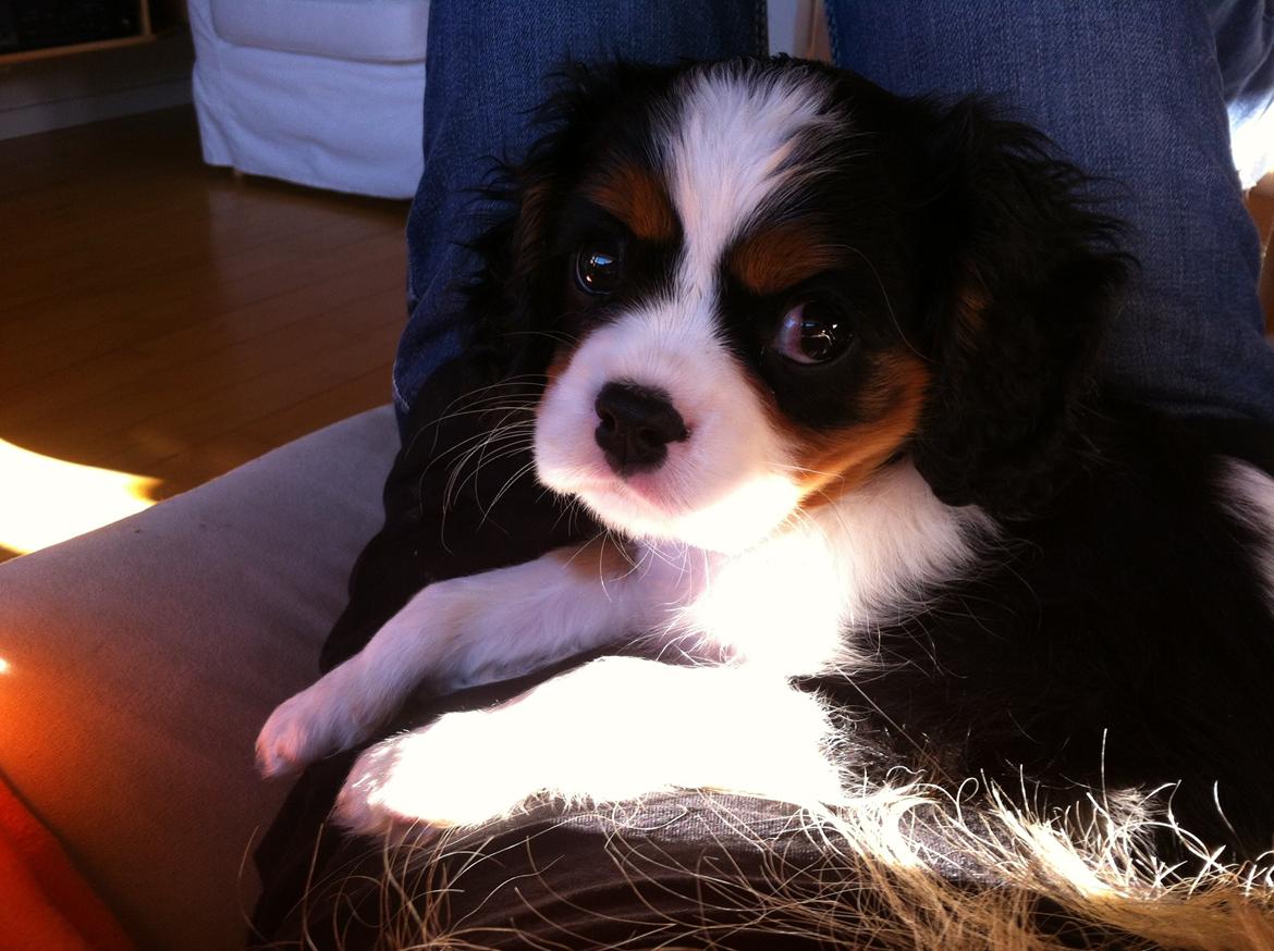 Cavalier king charles spaniel Frodo billede 9