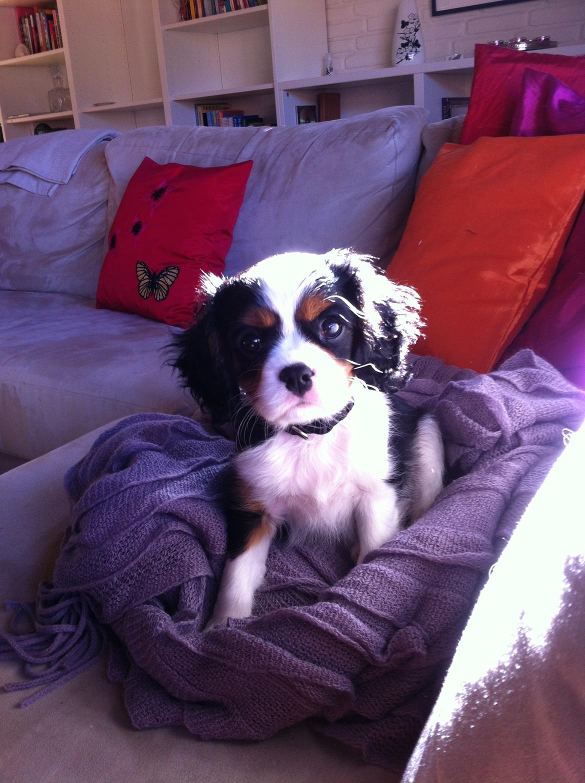 Cavalier king charles spaniel Frodo billede 10