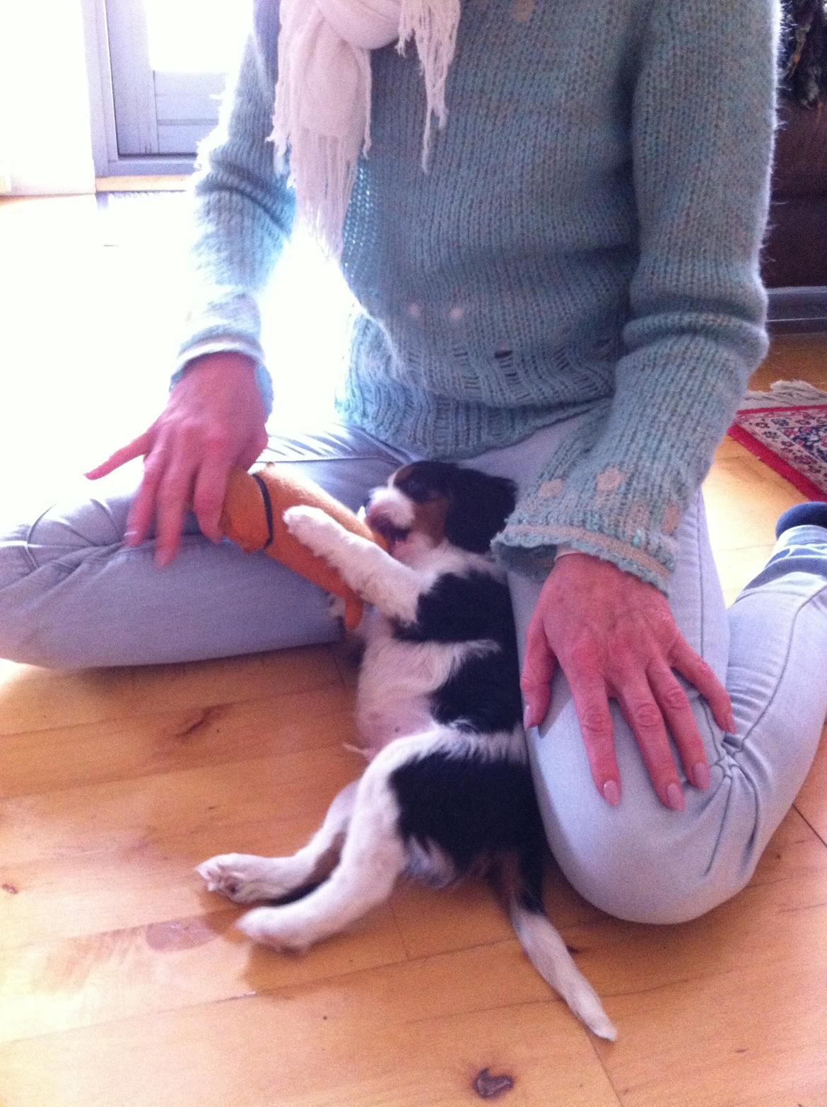 Cavalier king charles spaniel Frodo billede 19