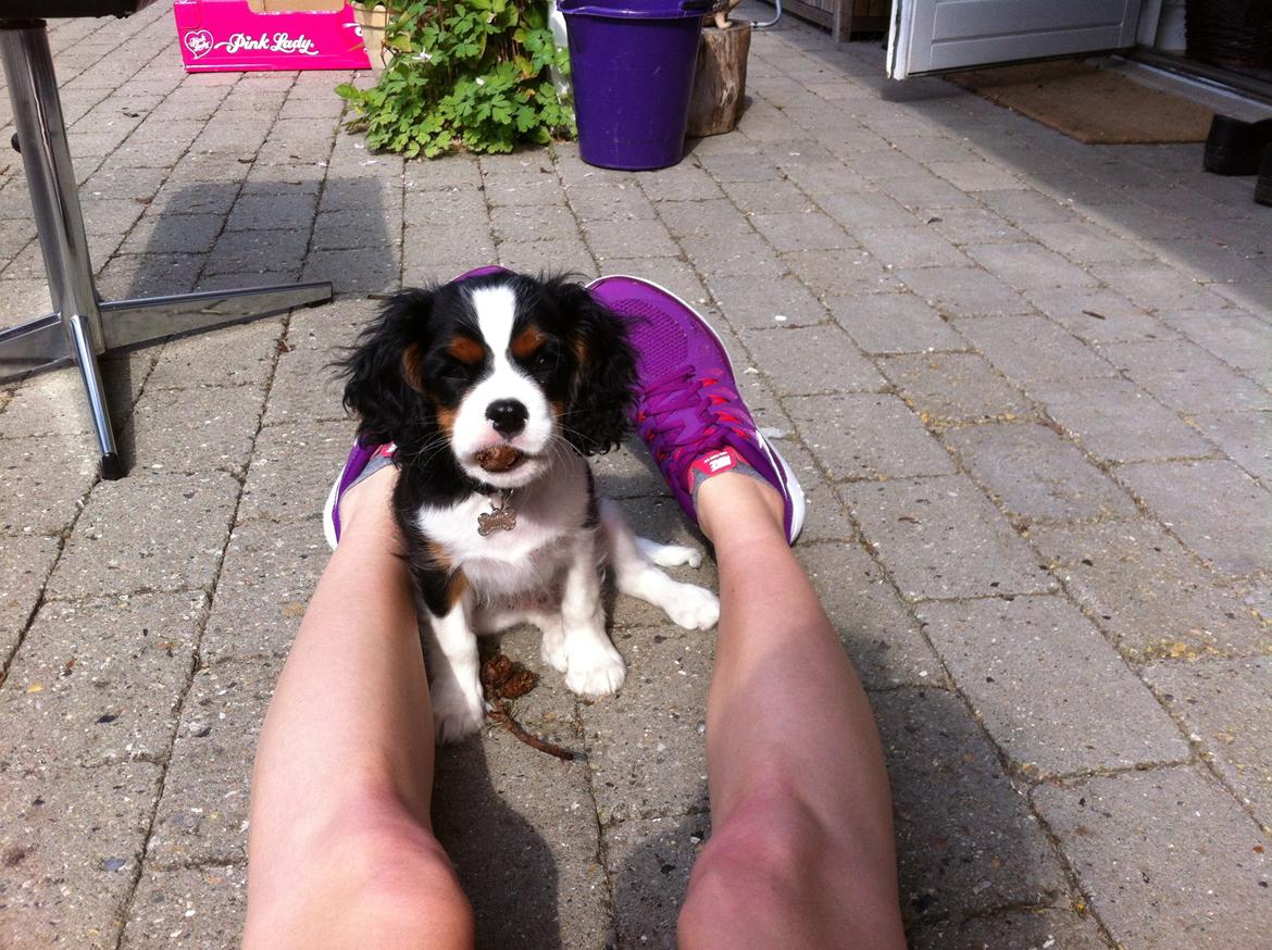 Cavalier king charles spaniel Frodo billede 13