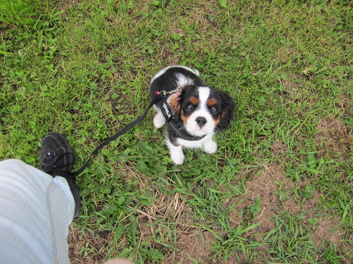 Cavalier king charles spaniel Frodo billede 14