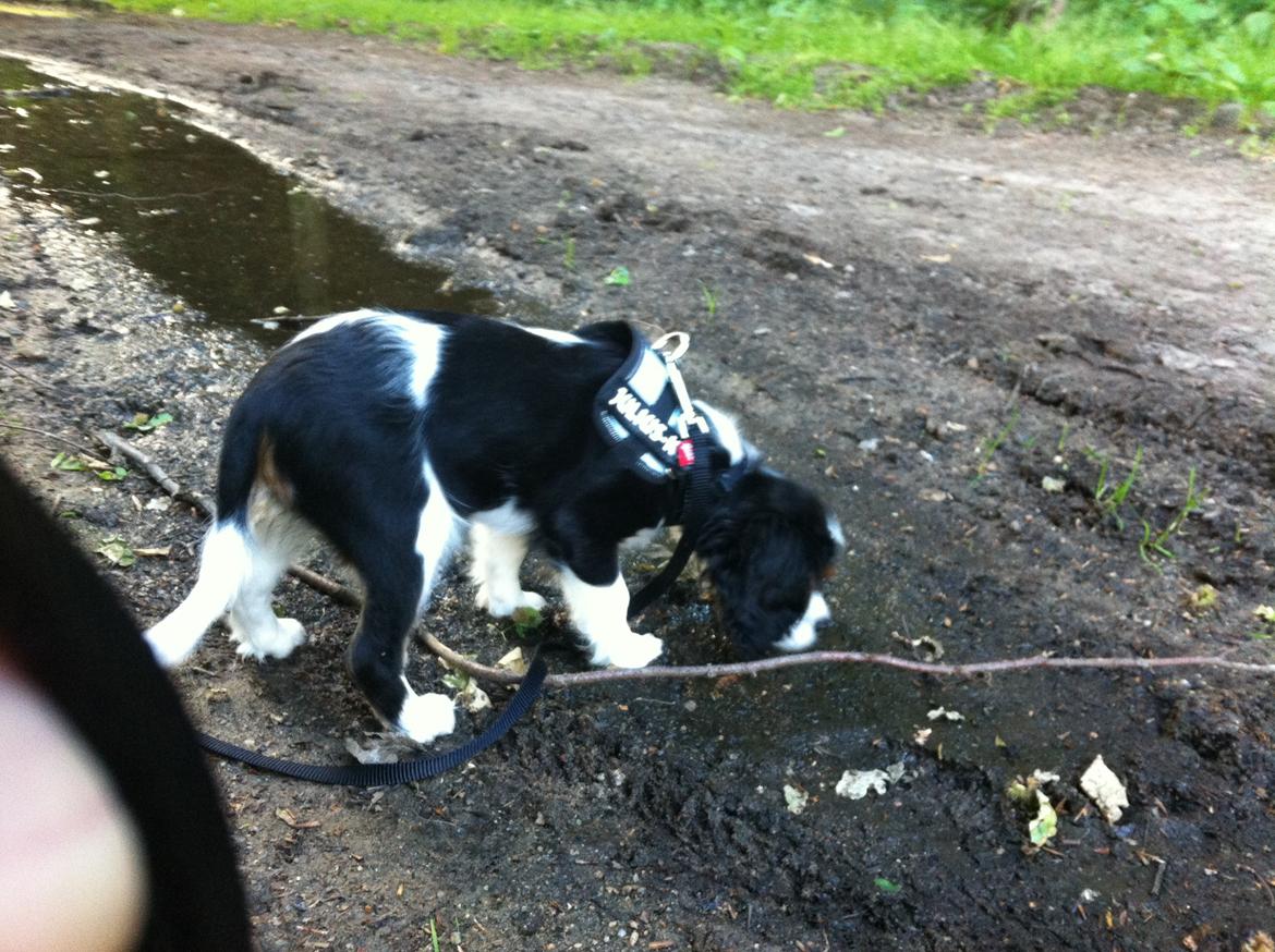 Cavalier king charles spaniel Frodo billede 11