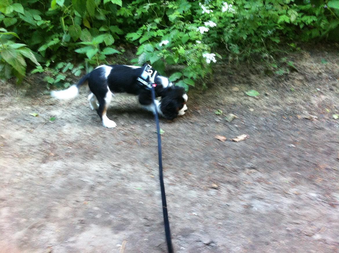 Cavalier king charles spaniel Frodo billede 12