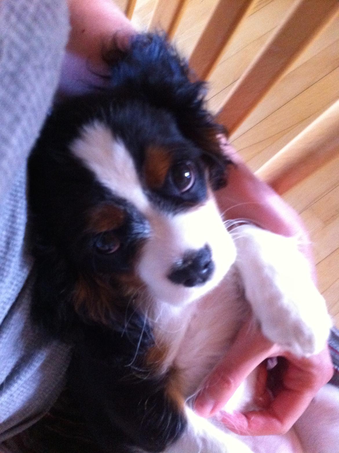 Cavalier king charles spaniel Frodo billede 15