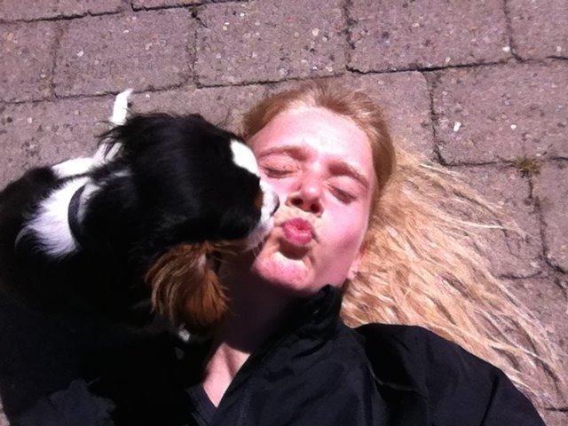 Cavalier king charles spaniel Frodo billede 6