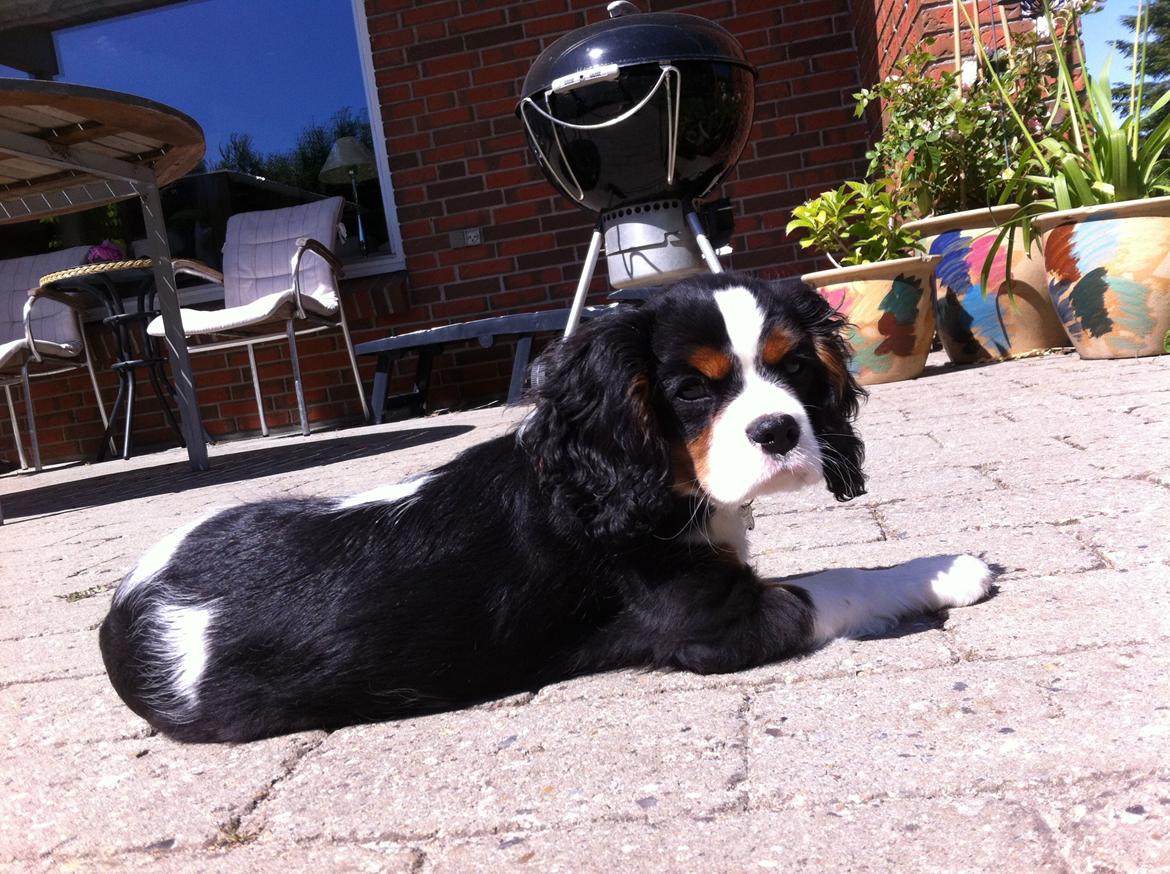Cavalier king charles spaniel Frodo billede 1