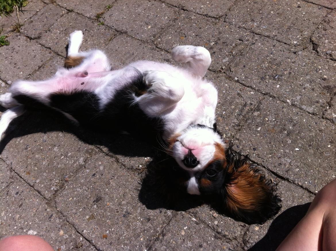 Cavalier king charles spaniel Frodo billede 3
